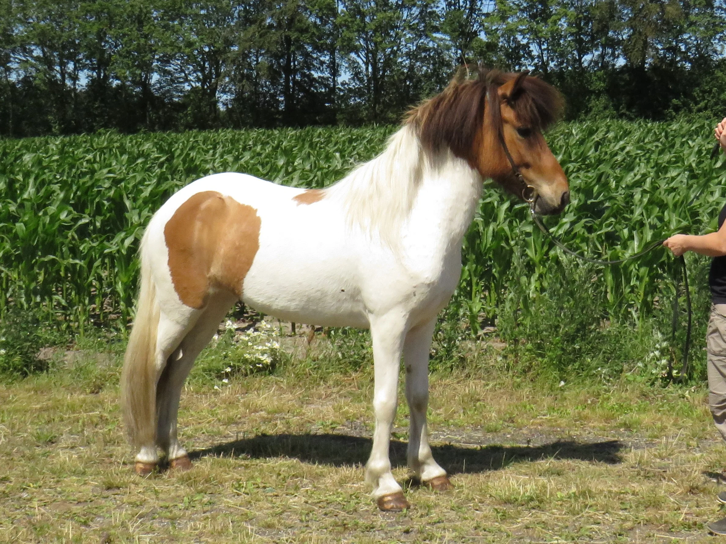 SOLGT - TINNA FRA HOLLA - NO2013209159