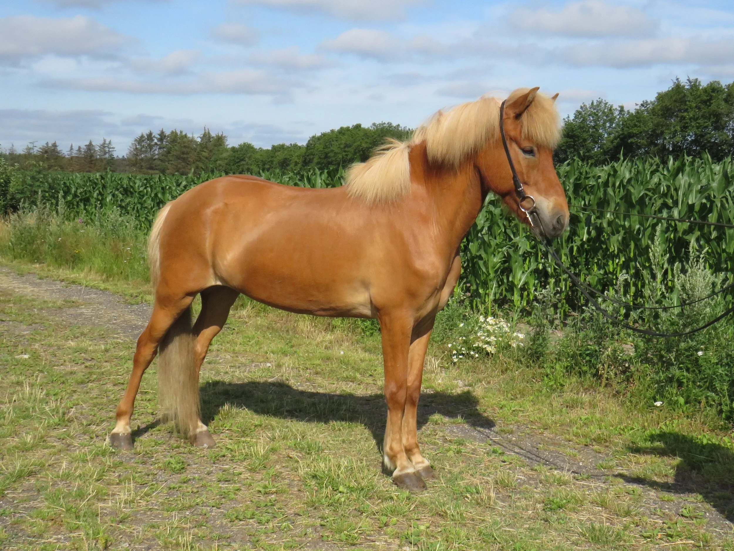 SOLGT - FREYR FRA BJARUP - DK2013100599