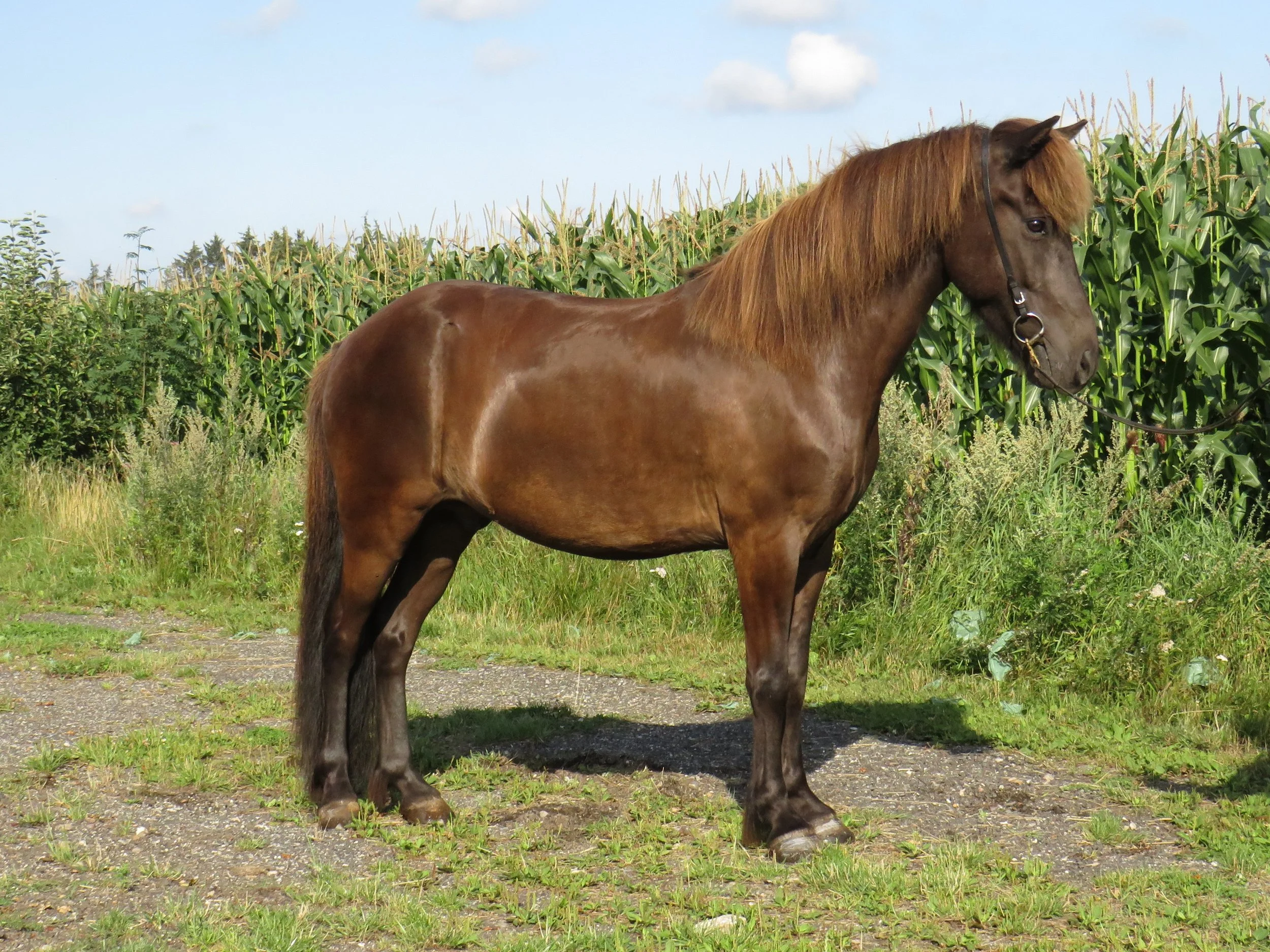 SOLGT - ANDVARI FRA EGENAPPEGAARD - DK2013100728