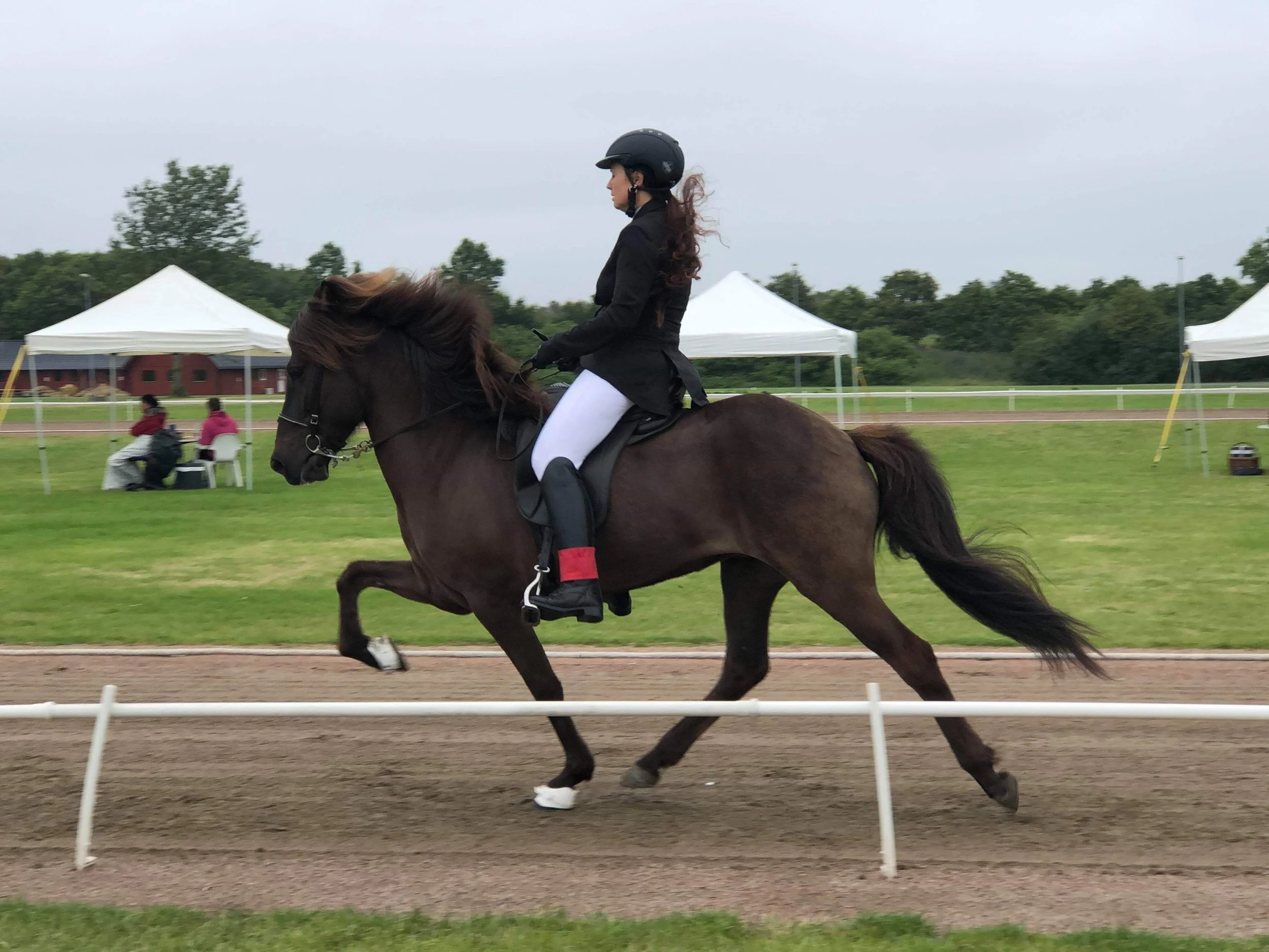 🍂VI SØGER SALGSHESTE 🍂