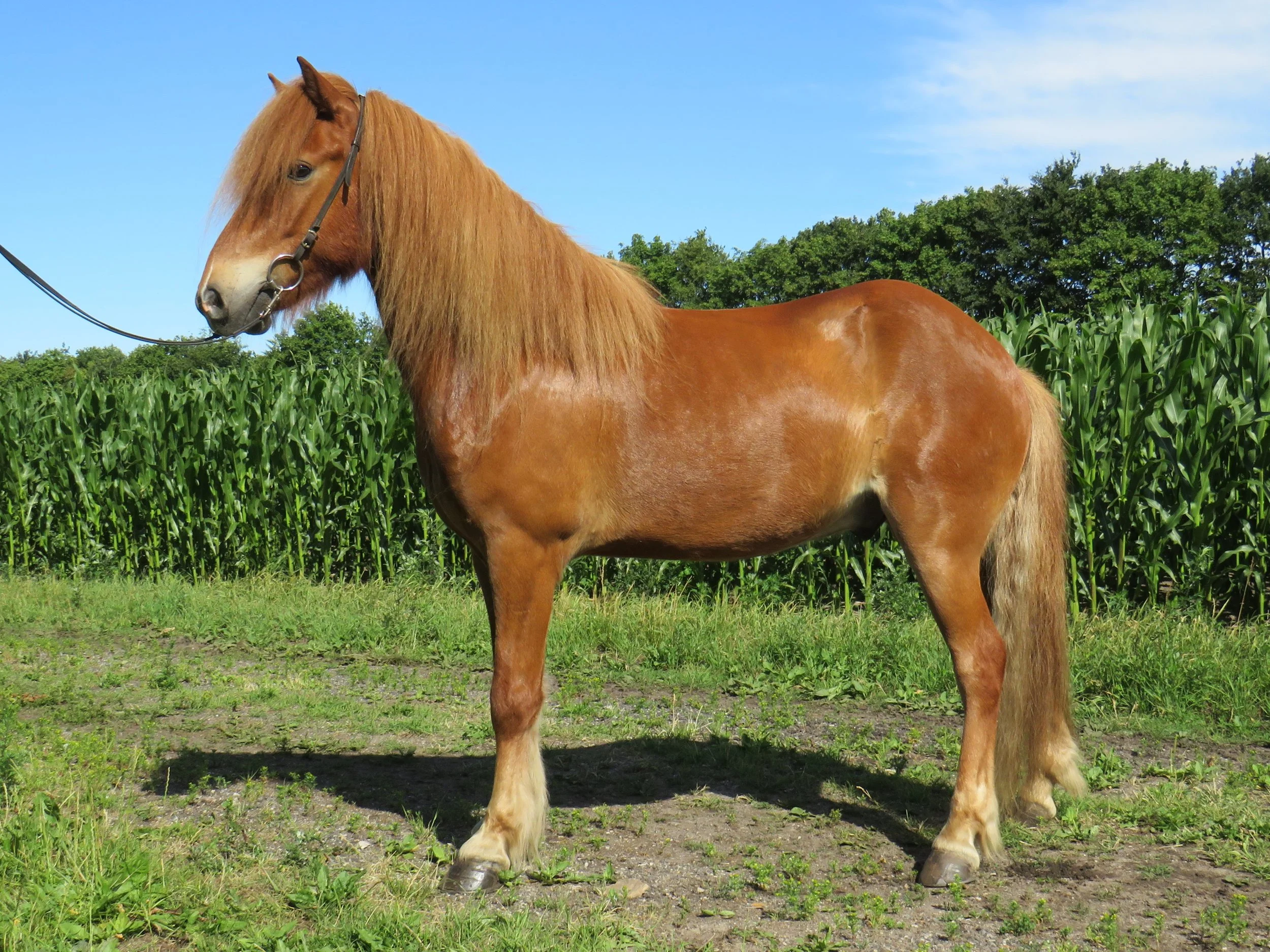 SOLGT⚜BASSI FRA BAVLET - DK2011100906 ⚜