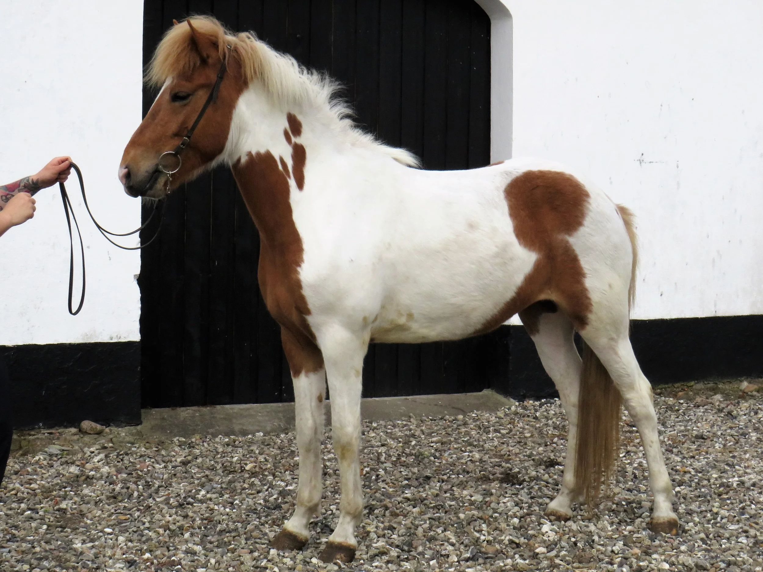 SOLGT - TÝRA FRA BAKKEGÅRDEN II - DK2014200433