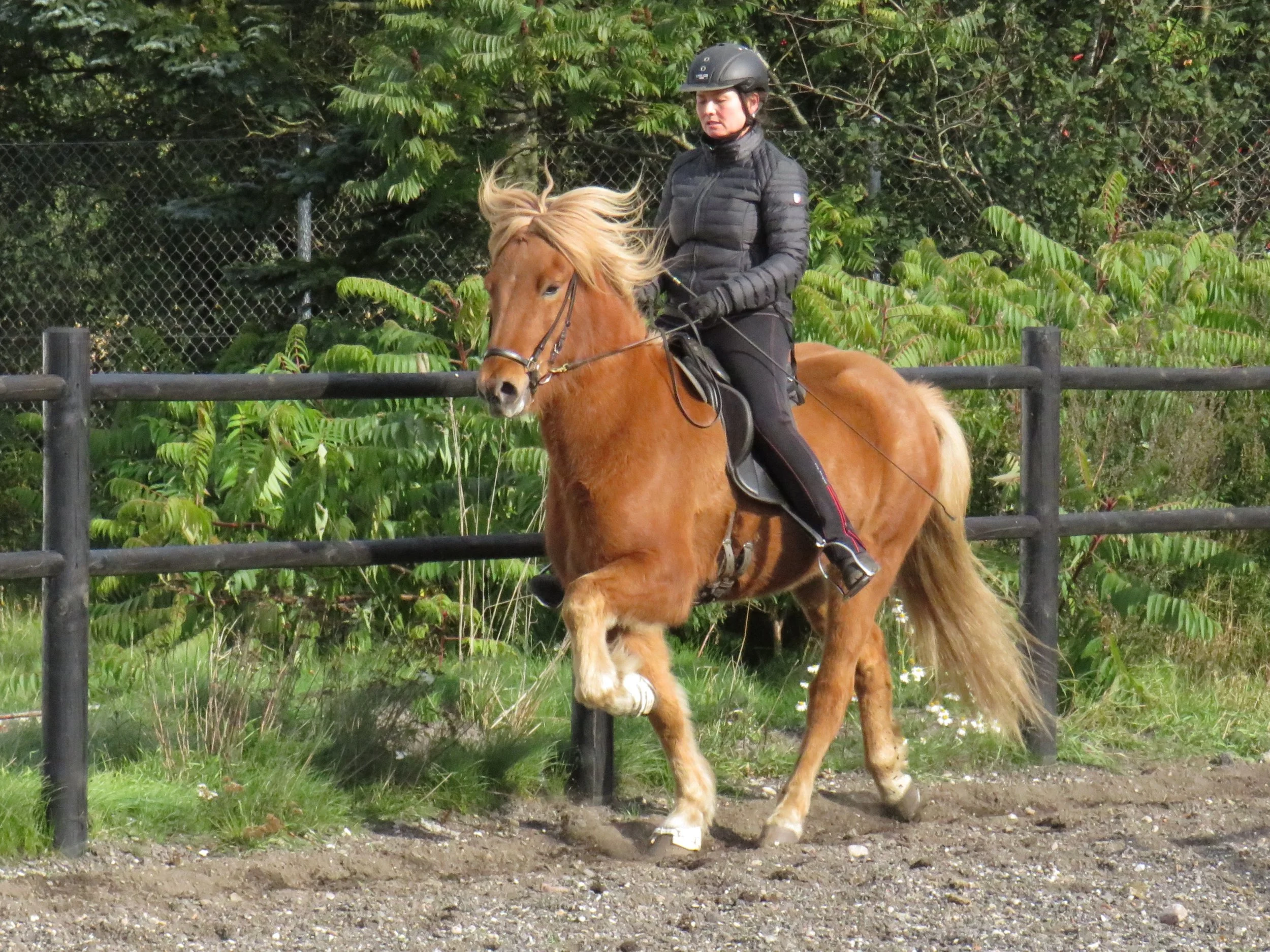 SOLGT⚜LÓKI FRA BJARUP - DK2013100201⚜