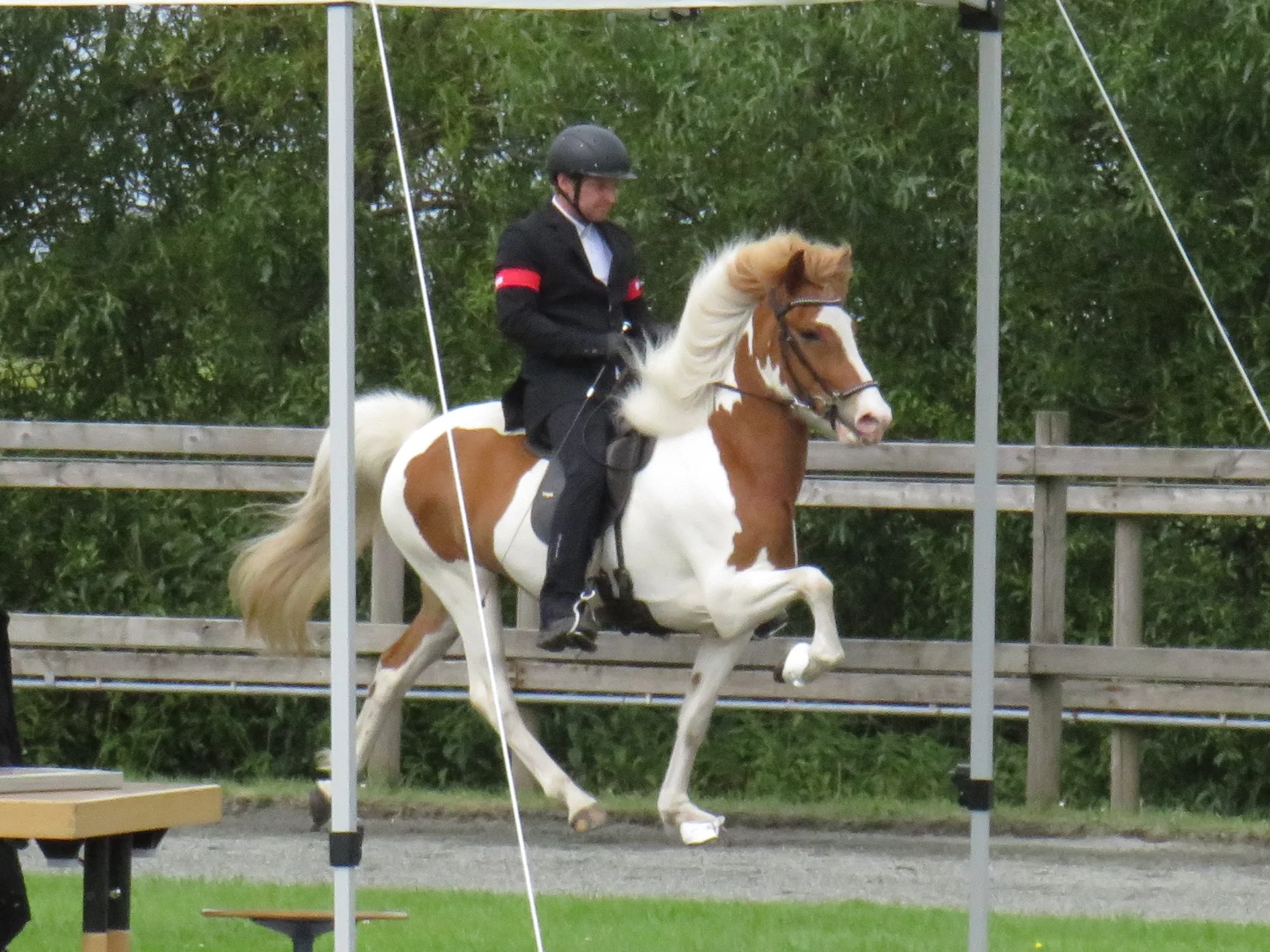 🍂🍁VI KØBER DIN HEST🍁🍂
