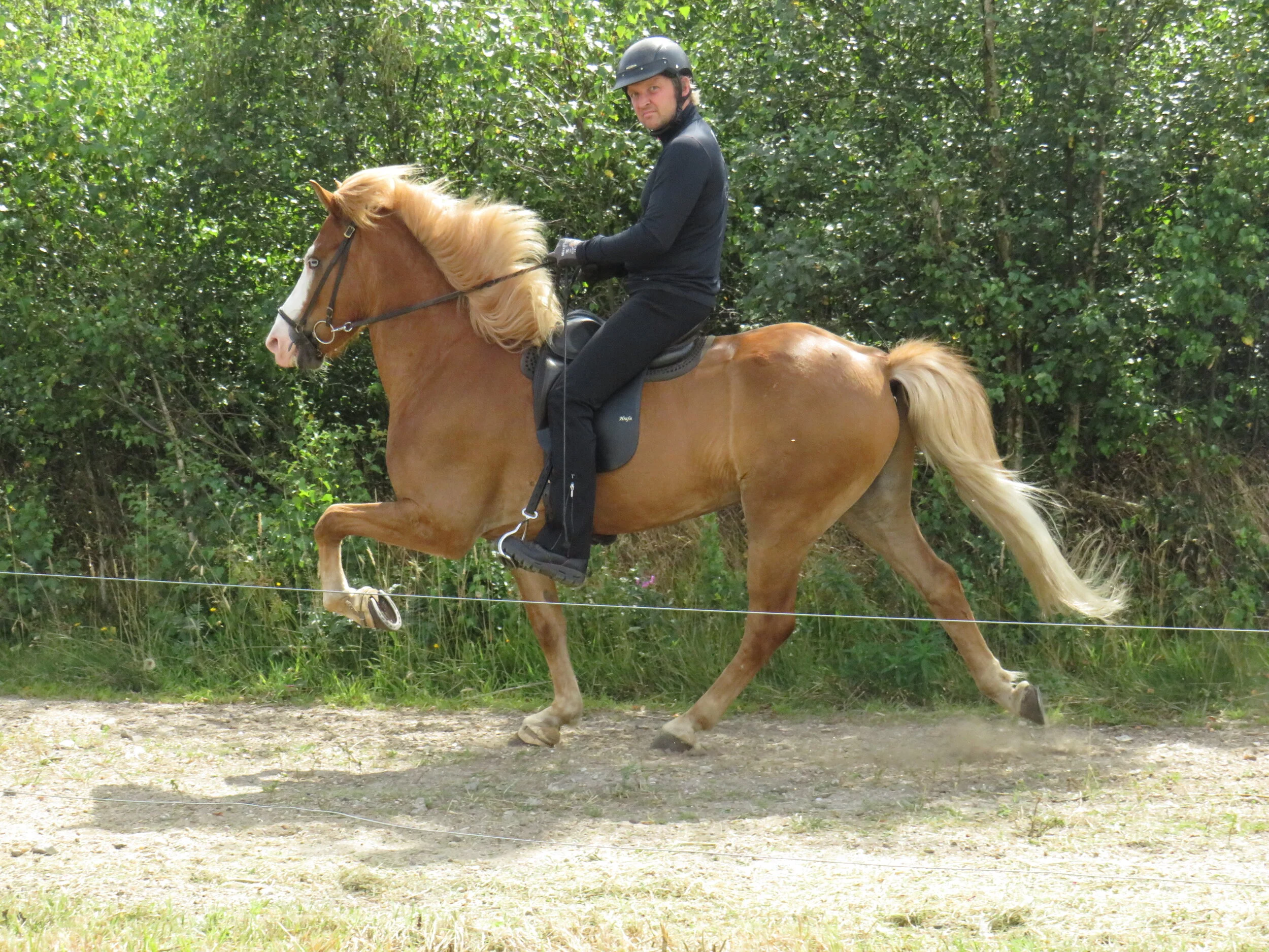 ⚜VI KØBER DIN HEST⚜