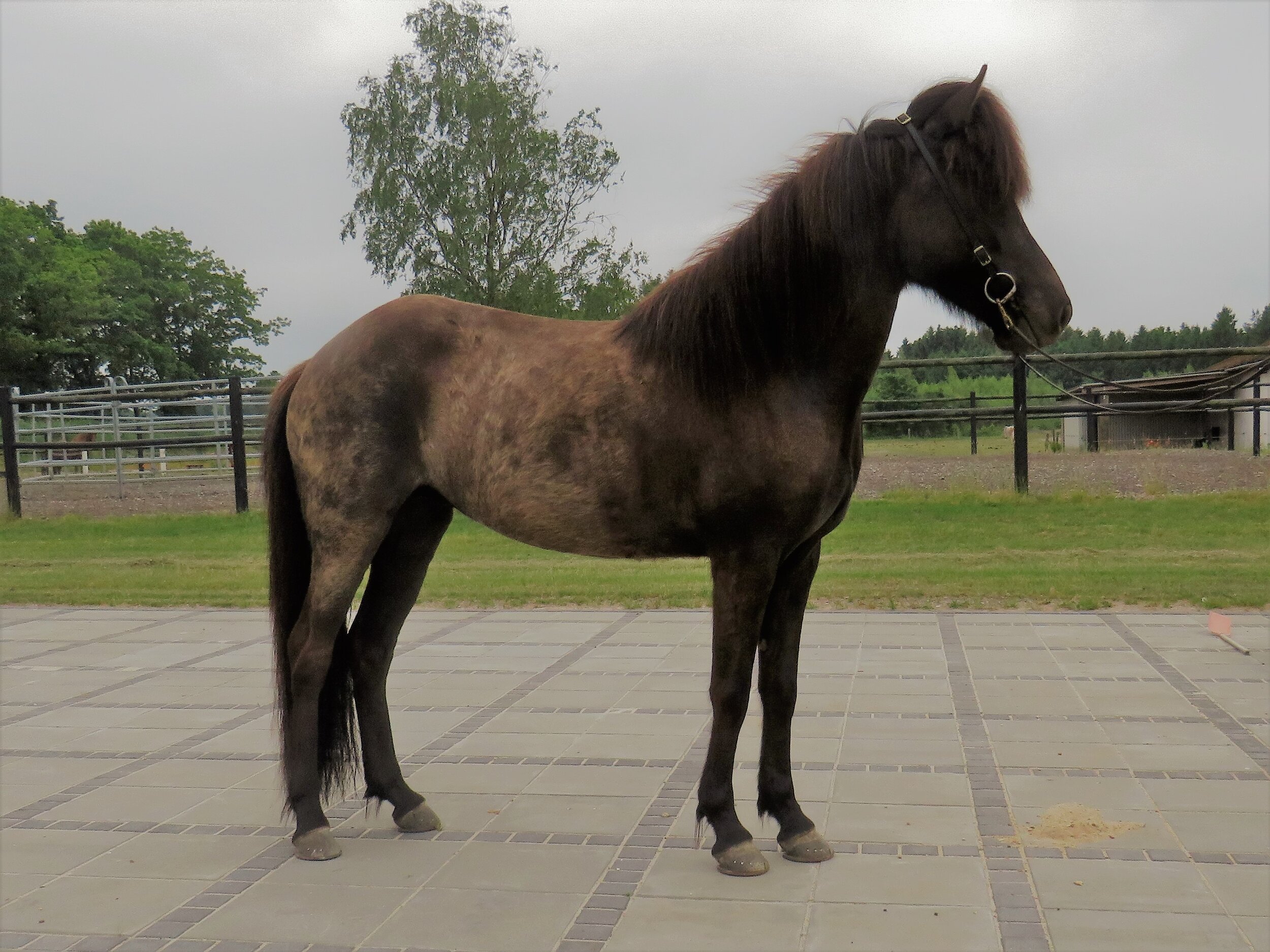 ⭐SOLGT ÖNN FRA BØGELUND - DK2017200508⭐