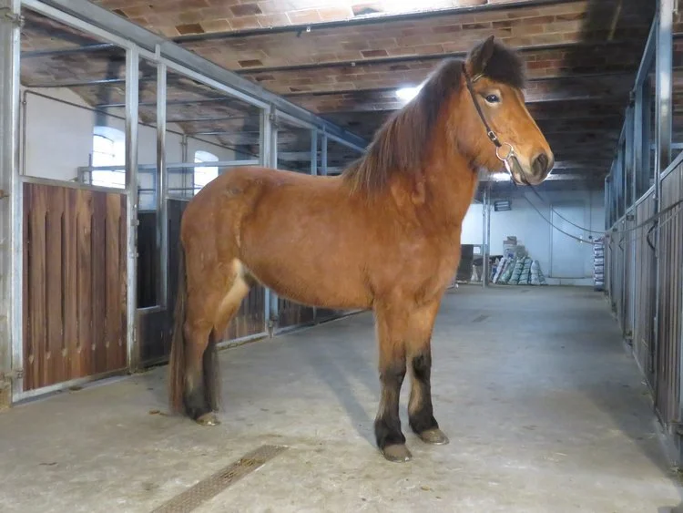 SOLGT - HETJA VOM EICHENHOF - DE2018222937