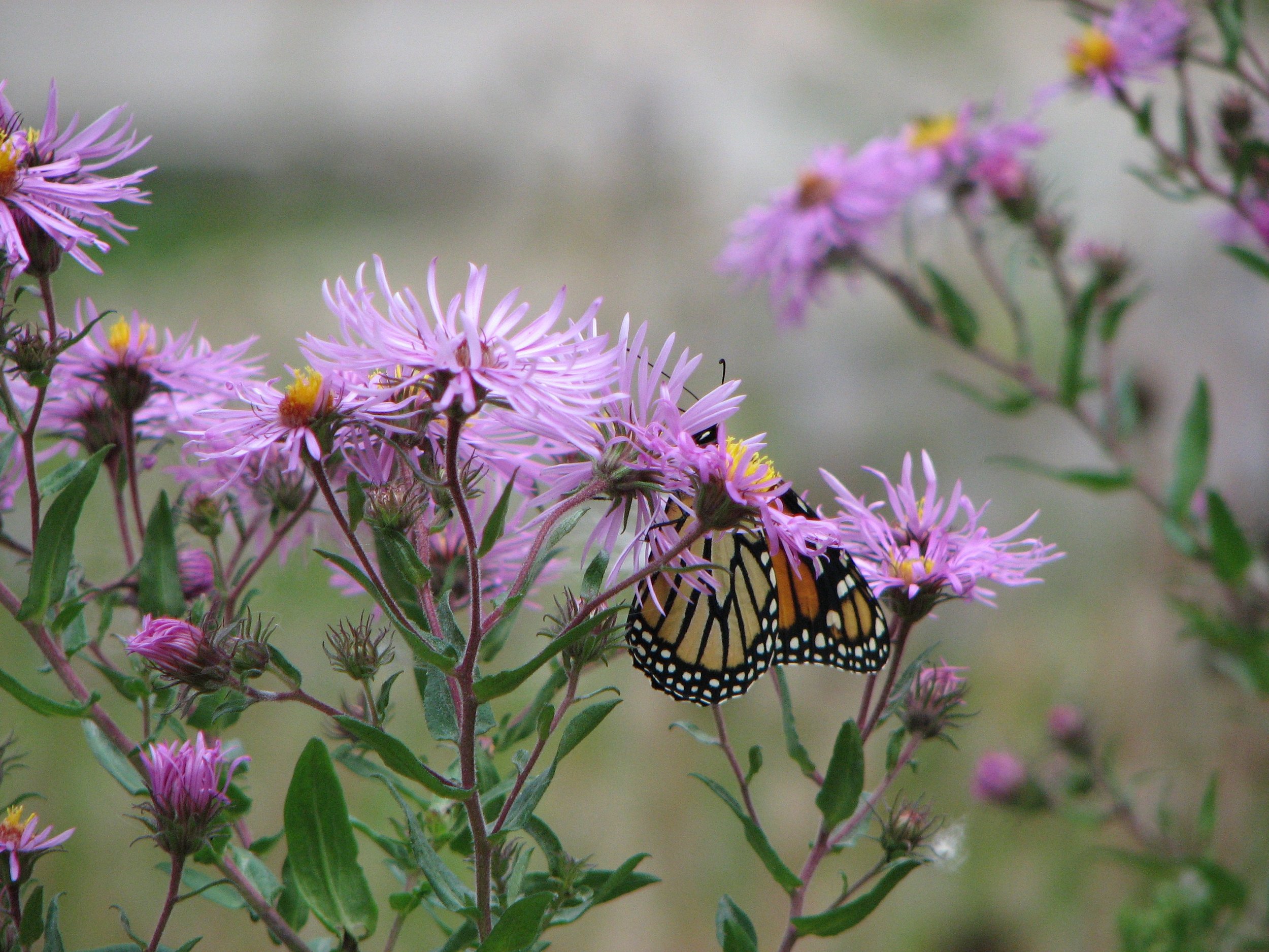 Monarch on Asters.jpg