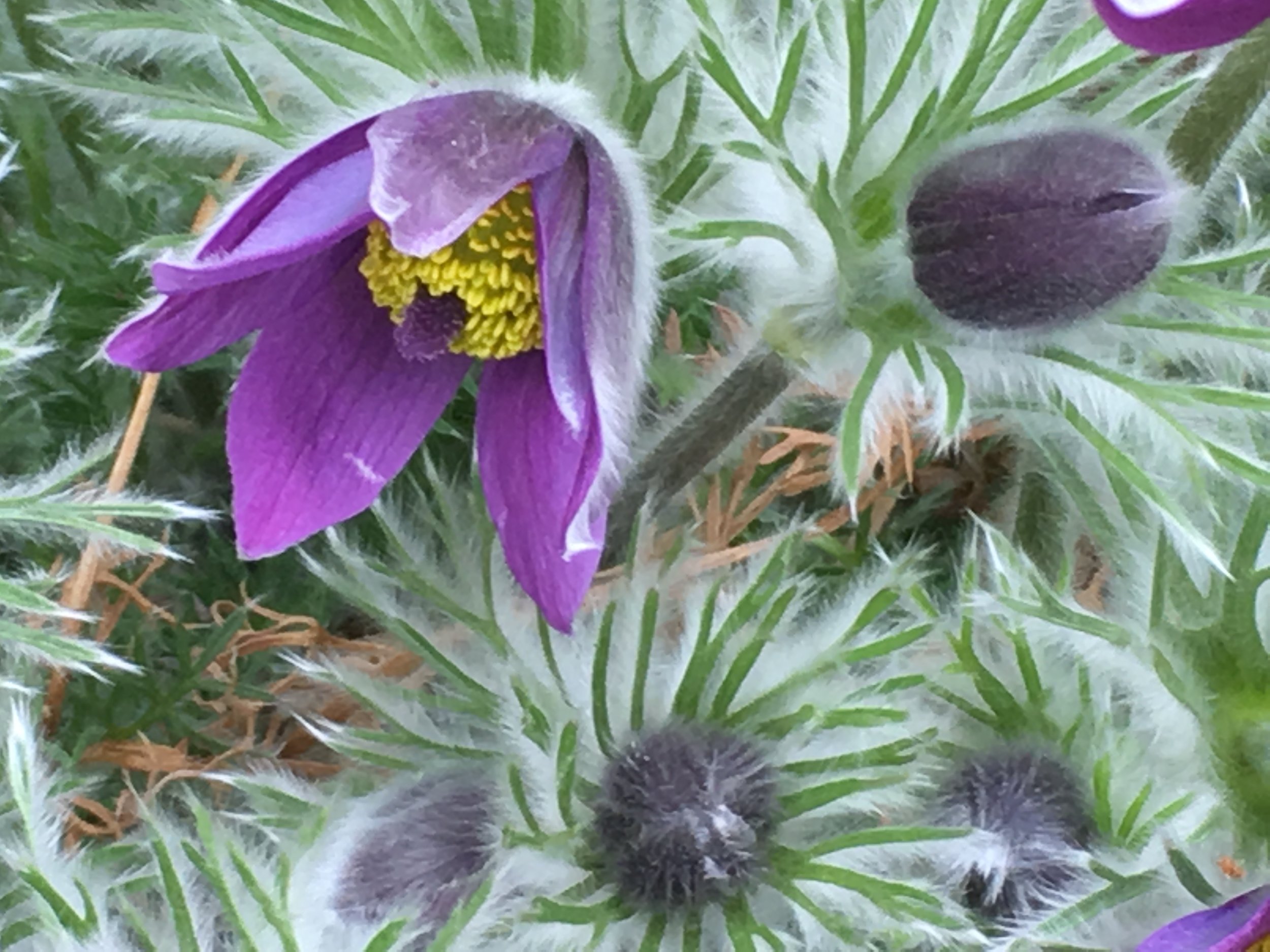 Pasque Flowers.jpg