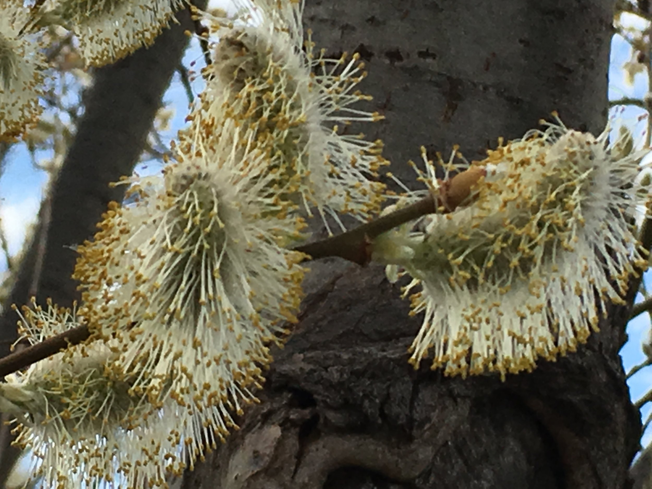 Prairie Willow .jpg