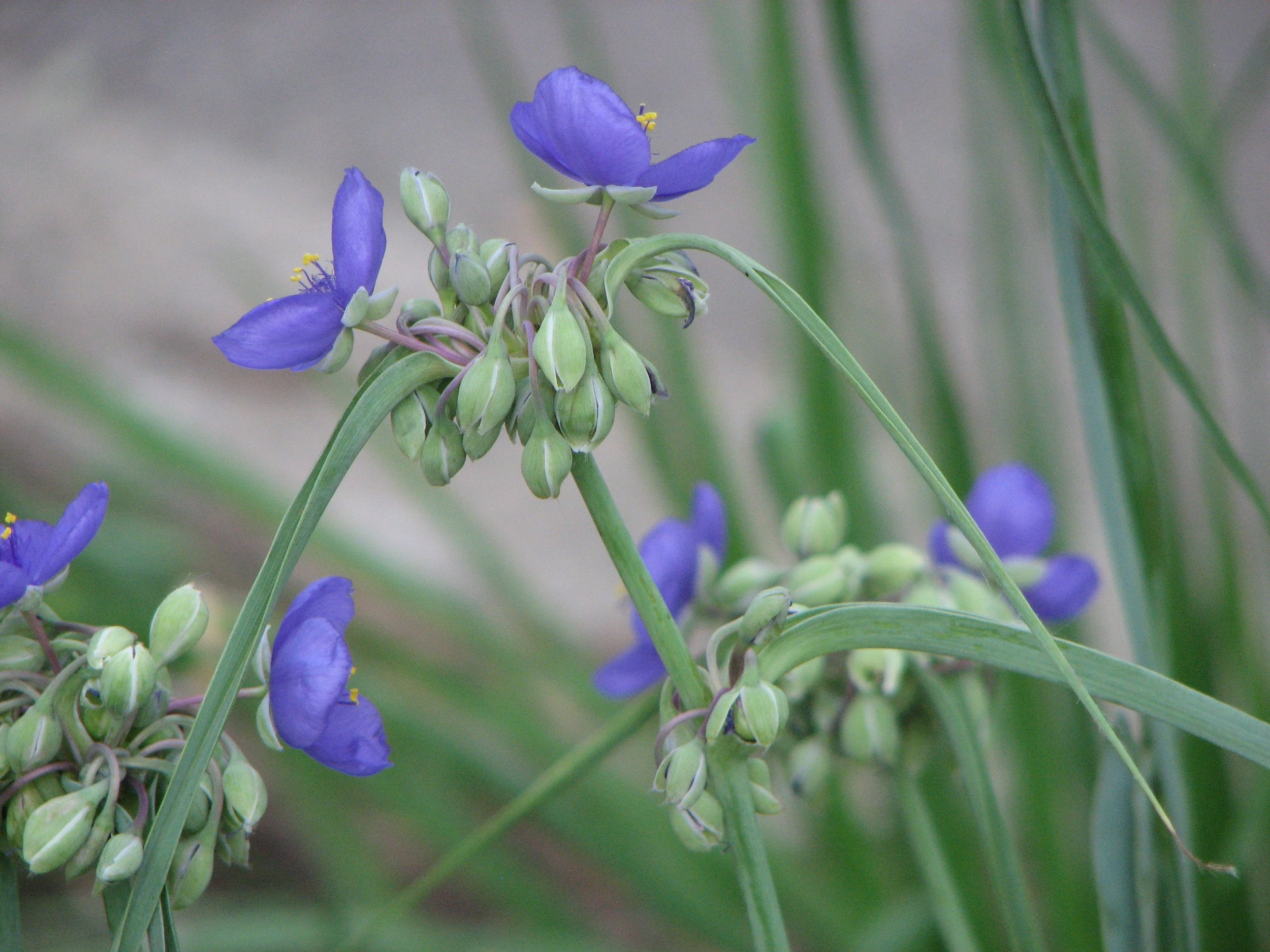 Spiderwort.jpg