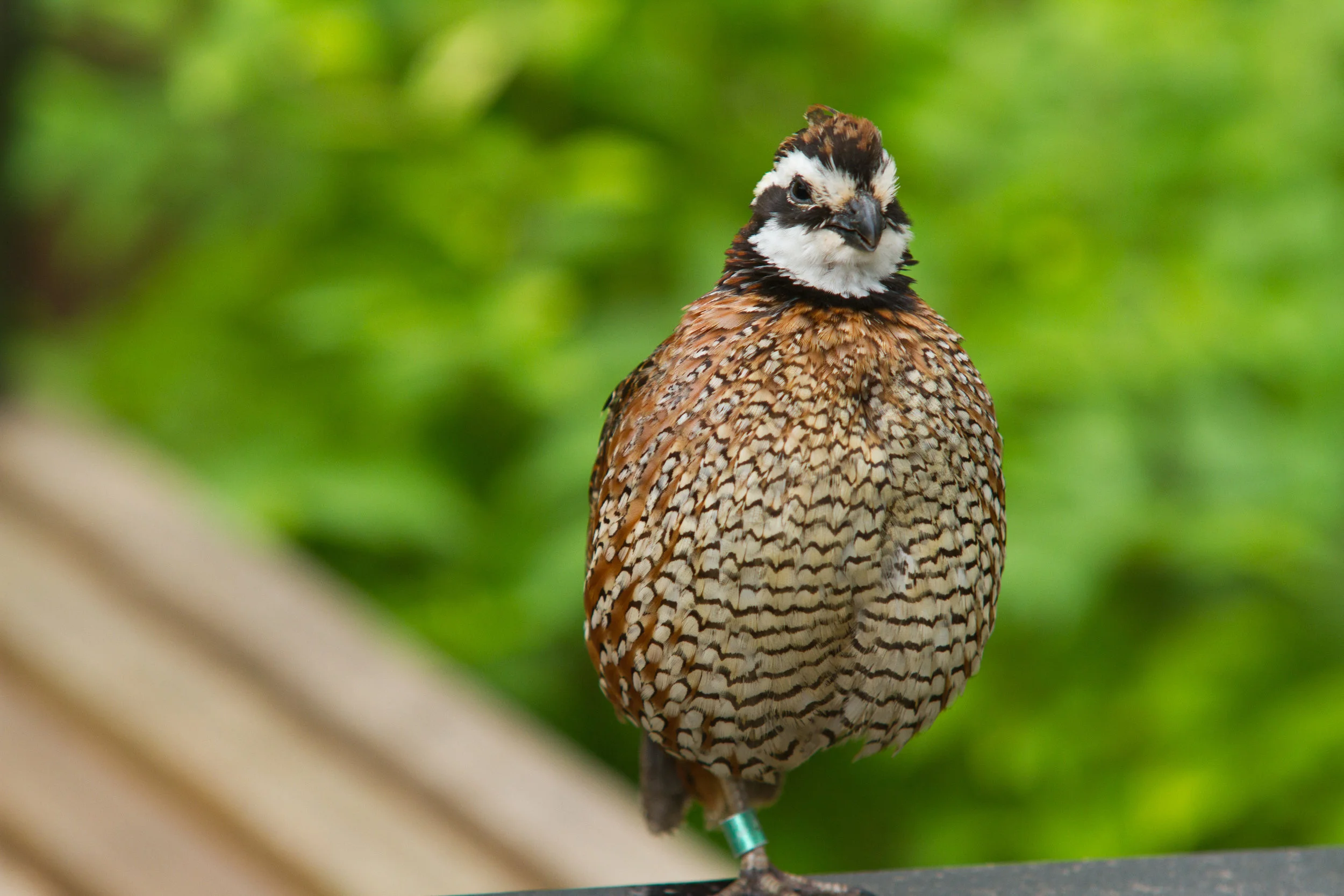 Carolina Game Birds