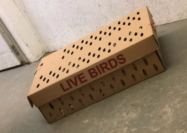 large live box b.JPG