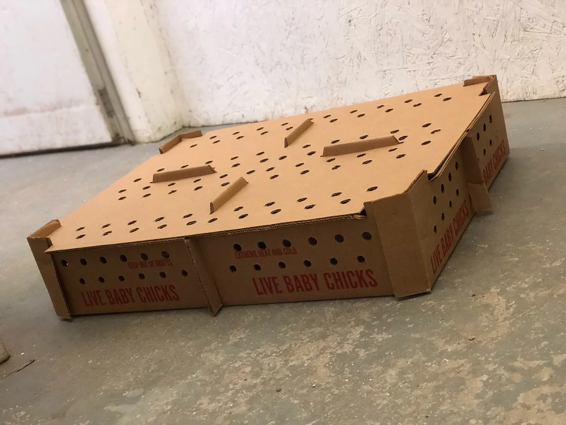 Large Live Chick Box.JPG