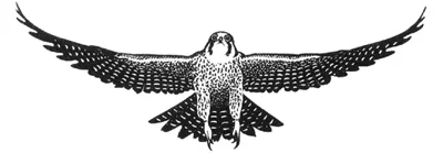 Falcon Trading International 