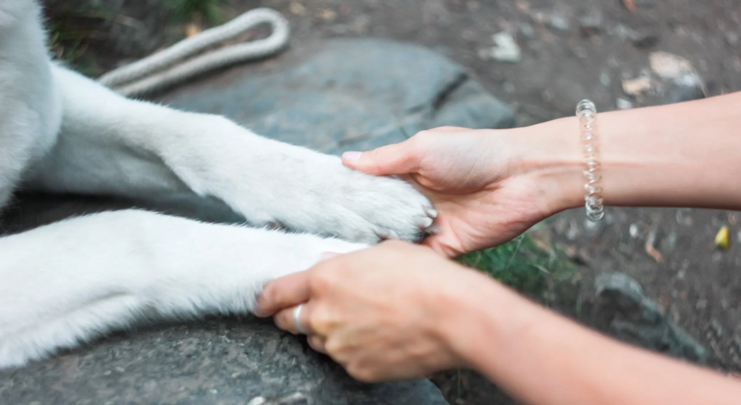 hands-gently-holding-a-white-dog-s-paws-2026-03-09-23-57-18-utc copy.jpg
