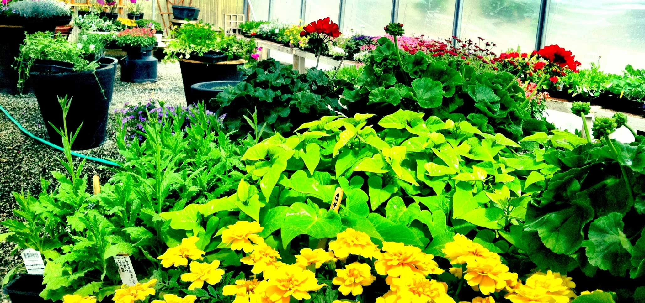 flowers-green-house-narrow.jpg