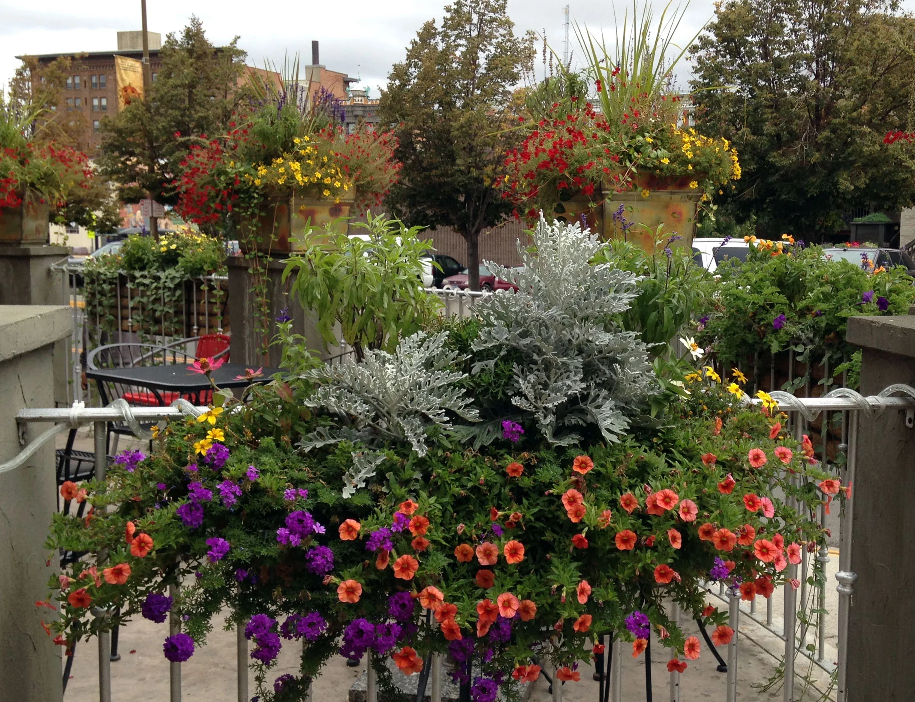medflowers180.jpg