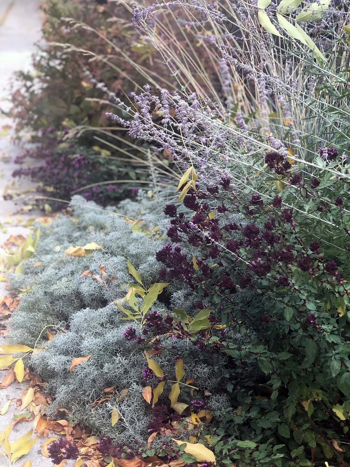 fall-garden.jpg