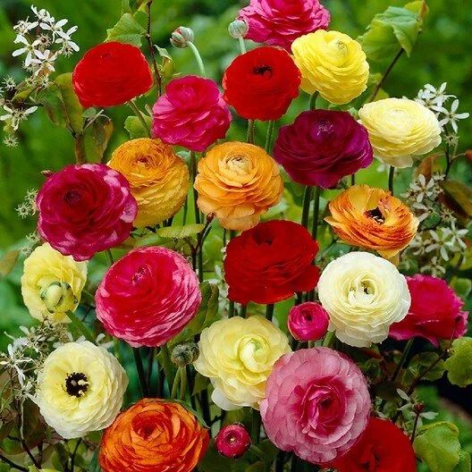 Ranunculus - Amandine Mix Corms