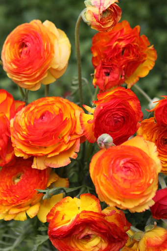 Ranunculus - Amandine Orange Picotee Corms