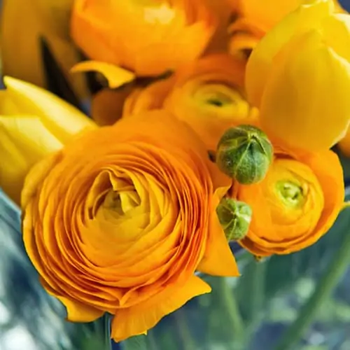 Ranunculus - Amandine Gold Corms