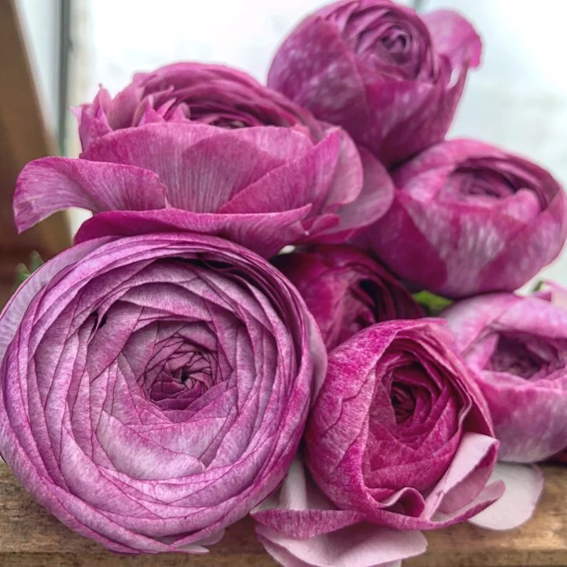 Ranunculus - Amandine Purple Jean Corms