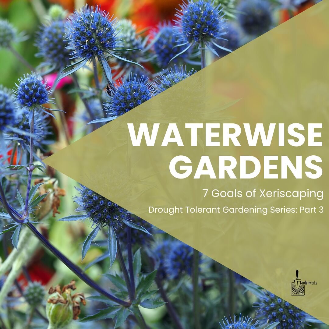 Goals 4-7 of xeriscaping! Stay tuned for workshops this spring around converting lawns to gardens, drought tolerant plants and more. 

#xeriscape #xeriscapegarden #montana #helenamt #helena #gardenwerks #gardenwerksmt #helenamontana #gardening #highe