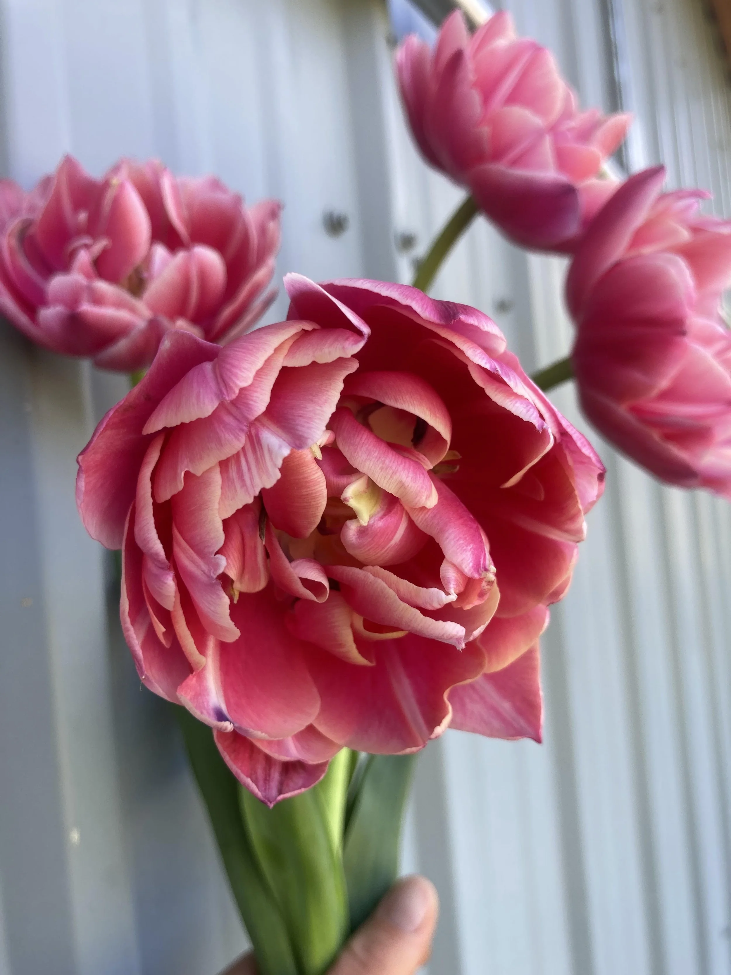 Workshop:  04/11 Tea and Tulips - 10 AM