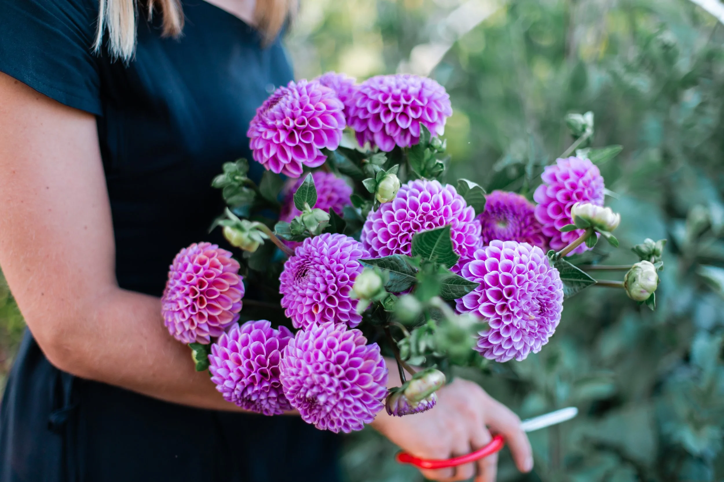 Workshop:  04/25 Growing Great Dahlias
