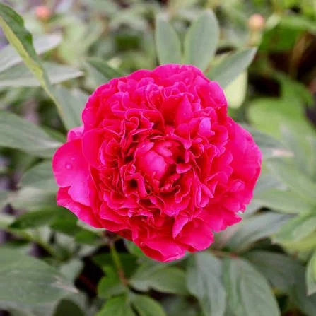 Peony 'Kansas'  Bare Root
