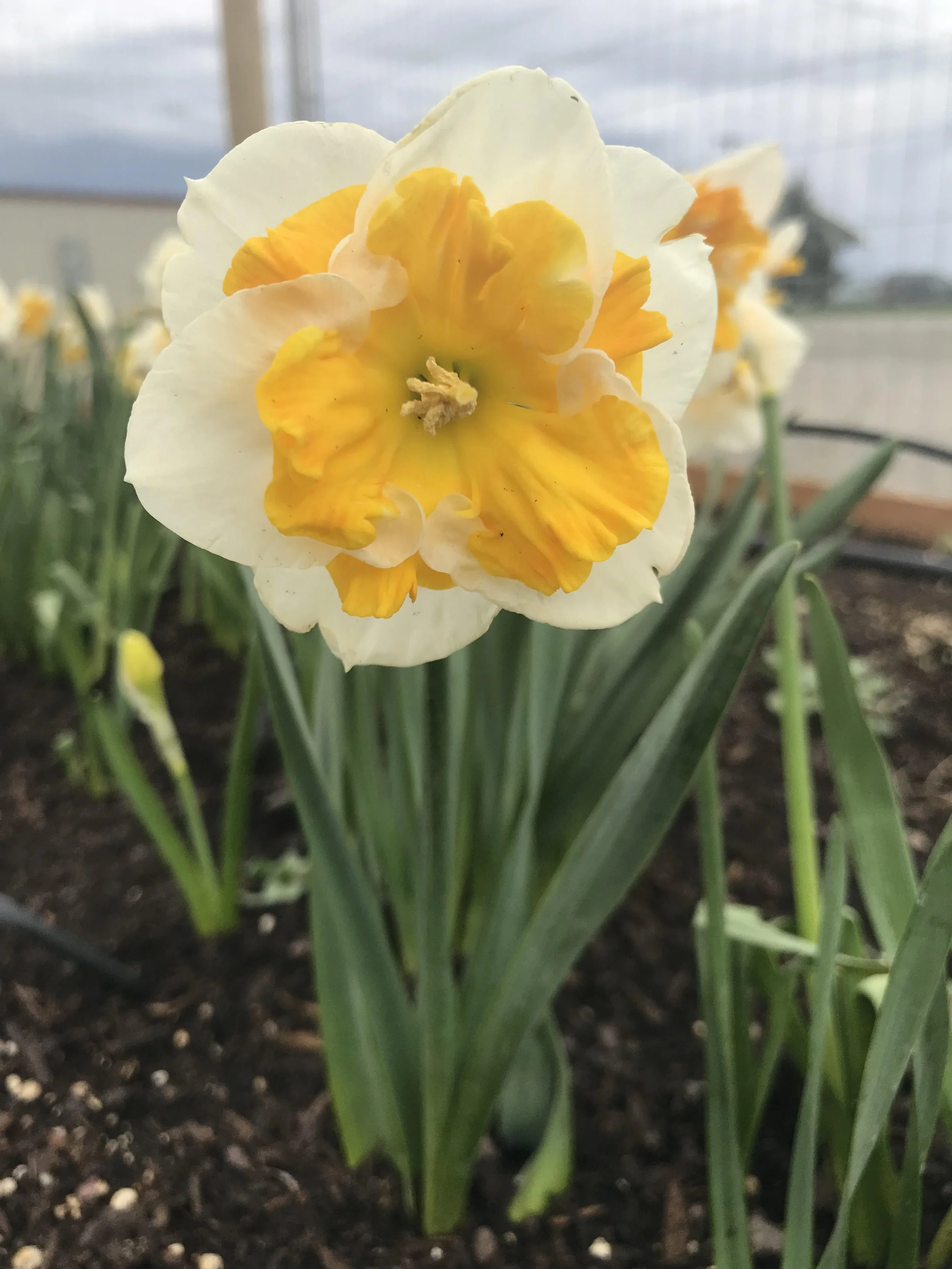 daffs.jpg