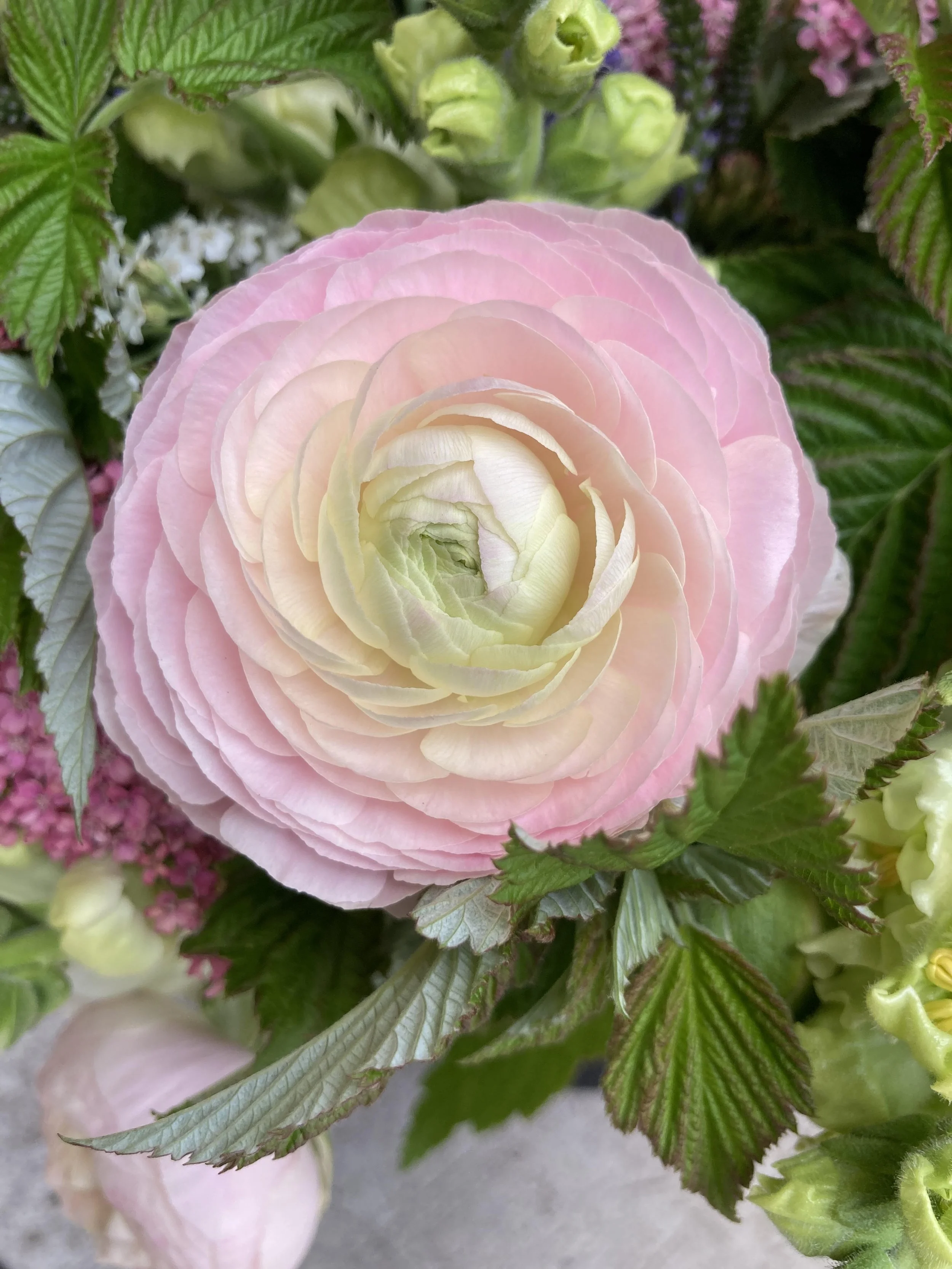 Ranunculus - Chamallow