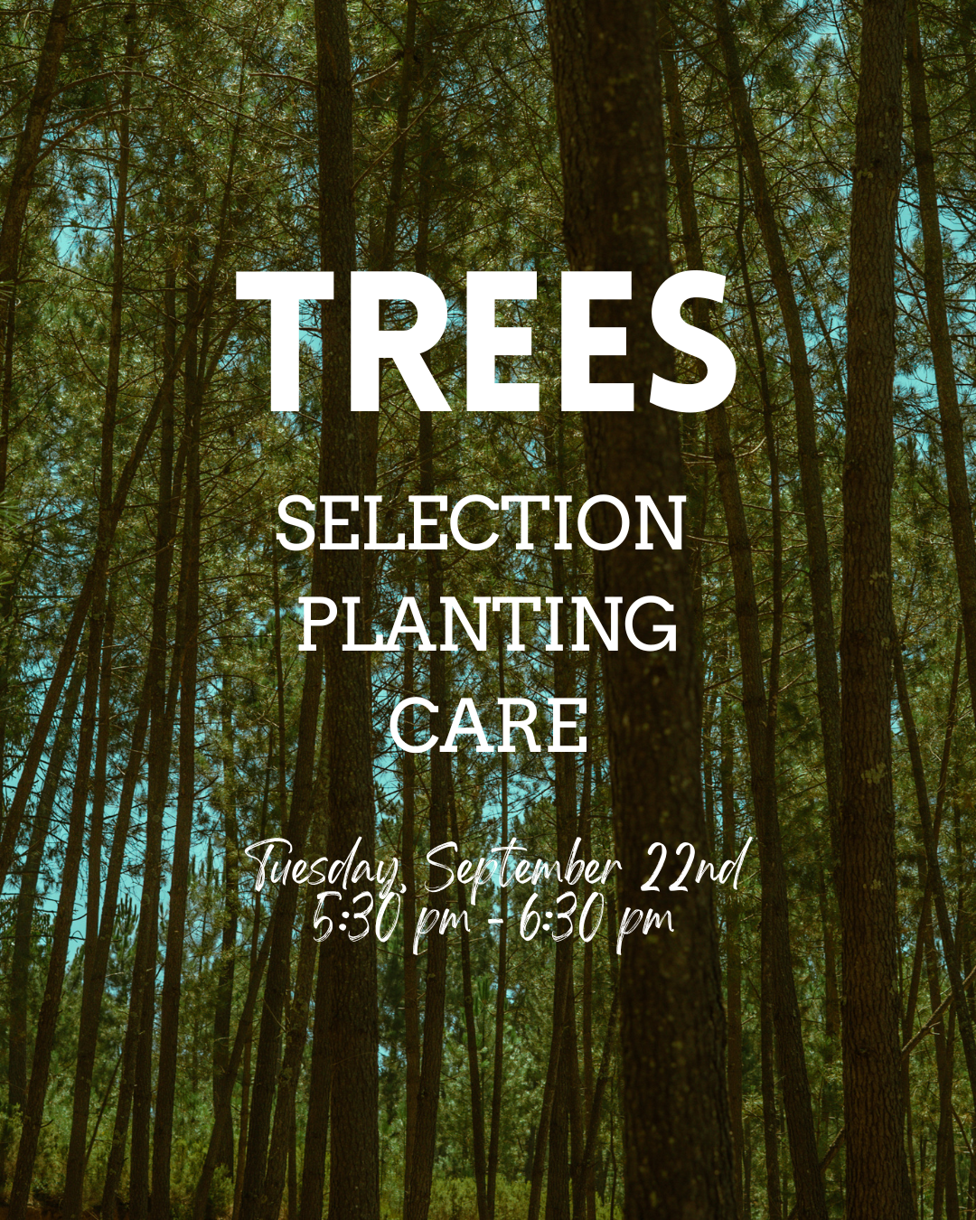 trees.png