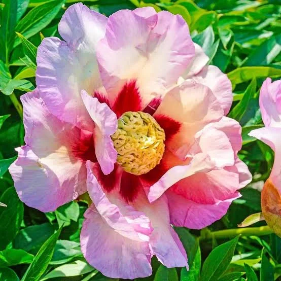 Peony 'Pastel Splendor' Bare Root