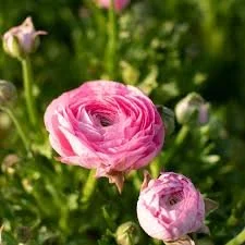 Ranunculus - Half-Clone Juliette