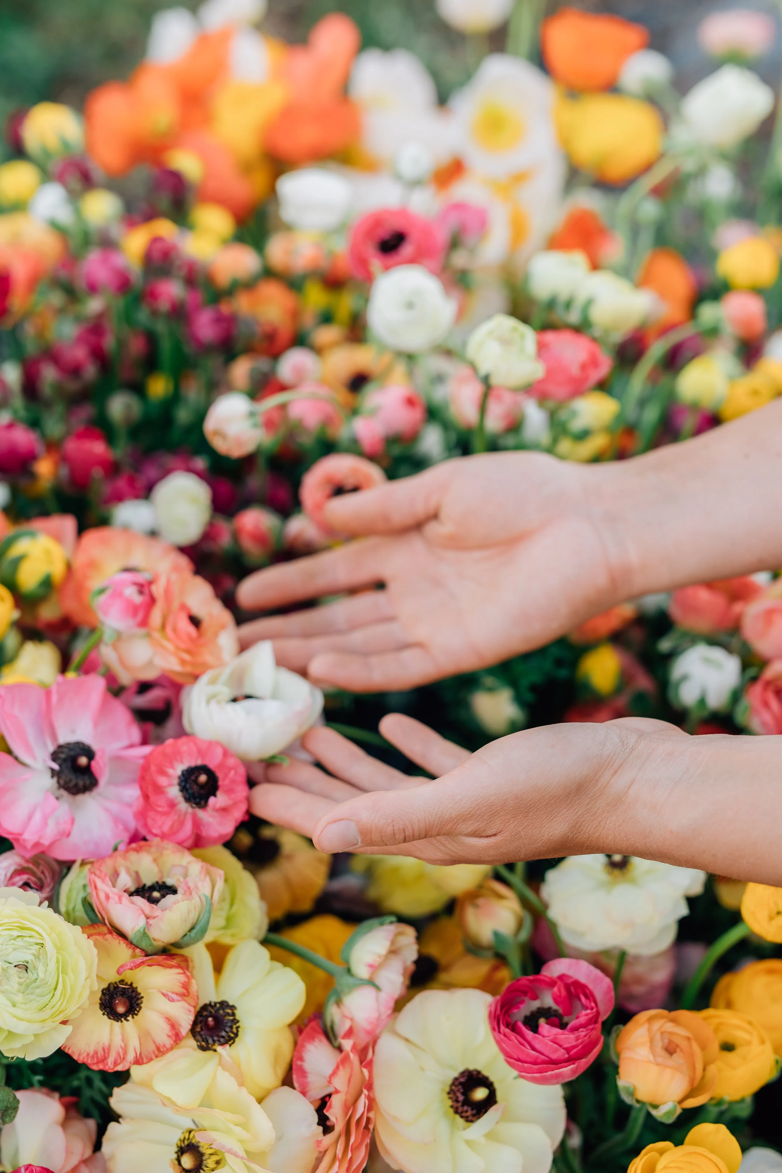 Ranunculus - Tecolote Pastel Mix