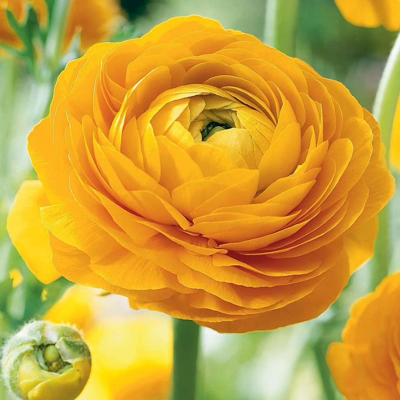 Ranunculus - Amandine Yellow Corms
