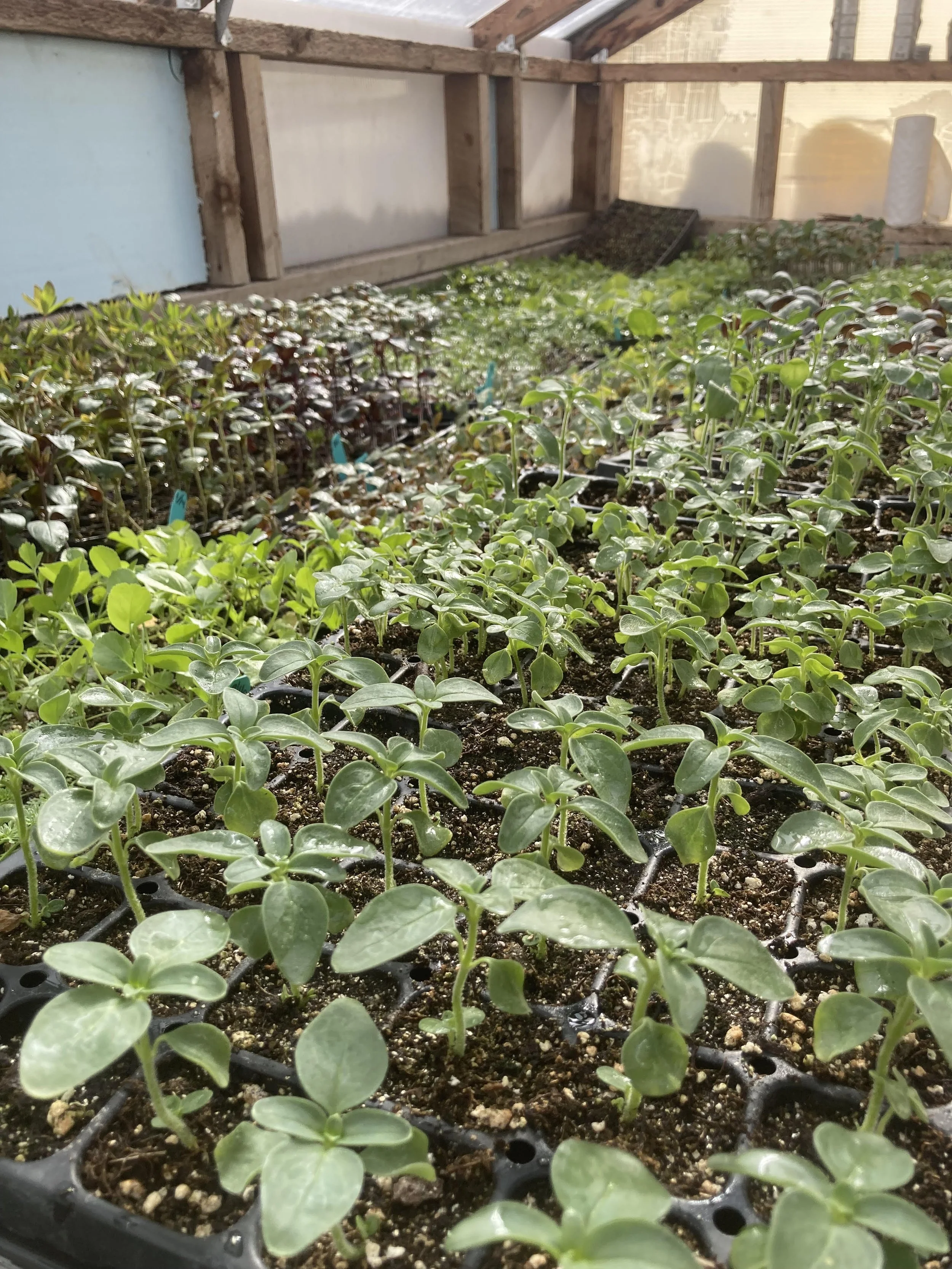 Workshop:  03/07 Intro to Seed Starting