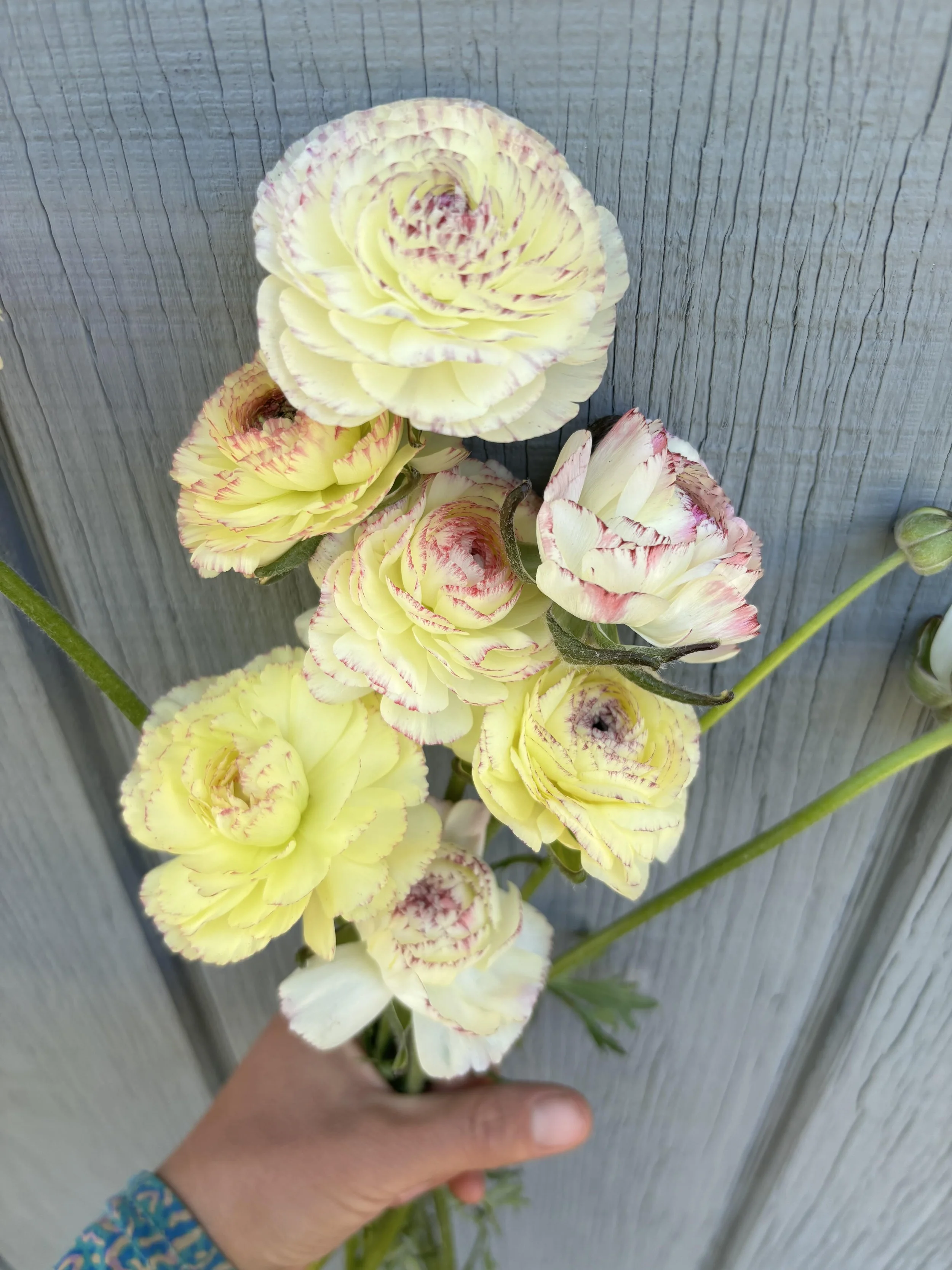 Ranunculus - Amandine Tiger