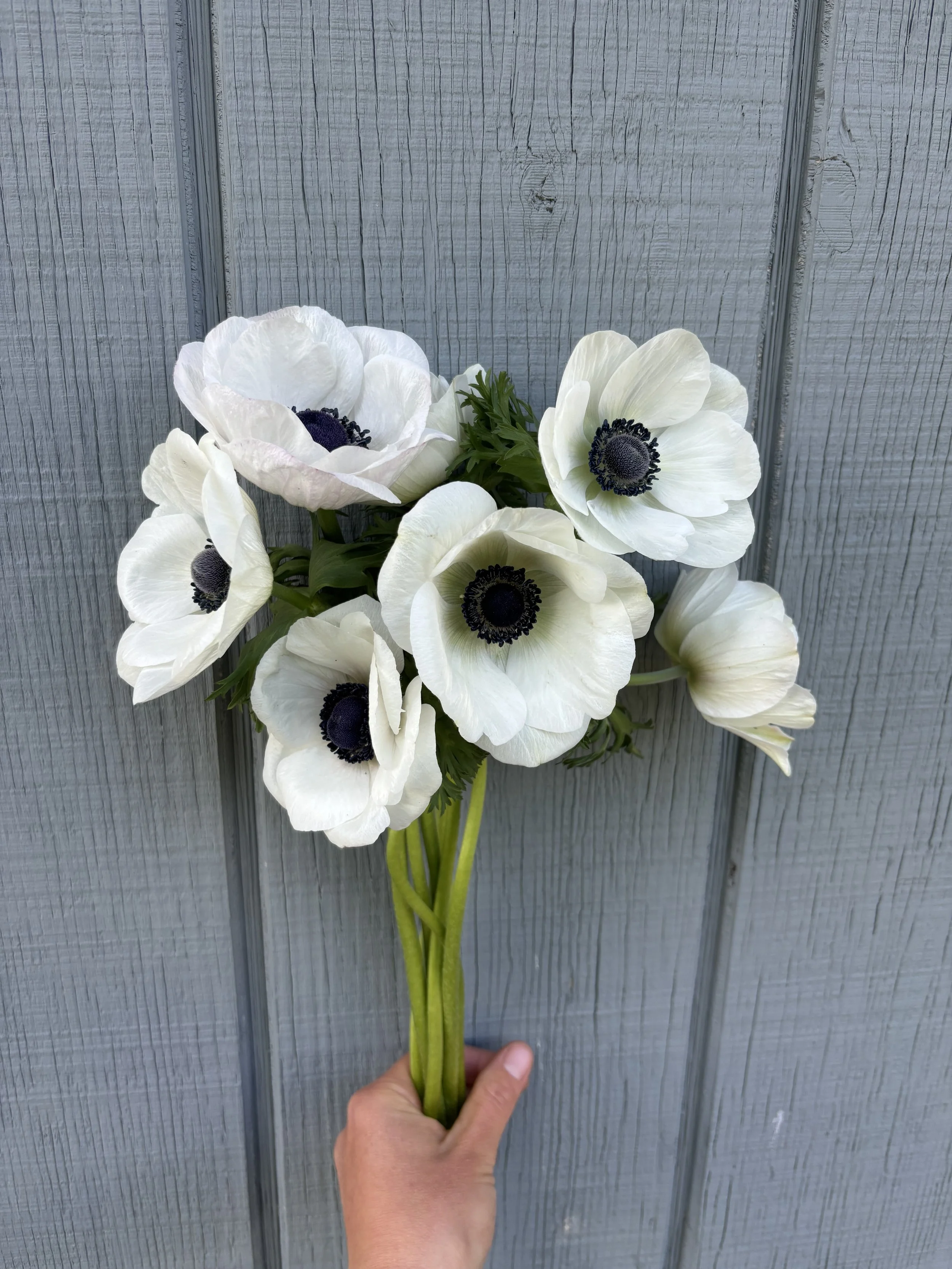 Anemone Galilee White Corms