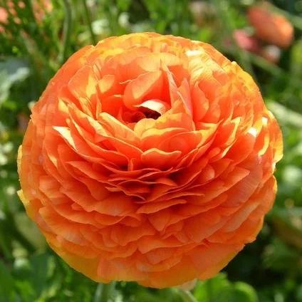 Ranunculus - Tecolote Flamenco