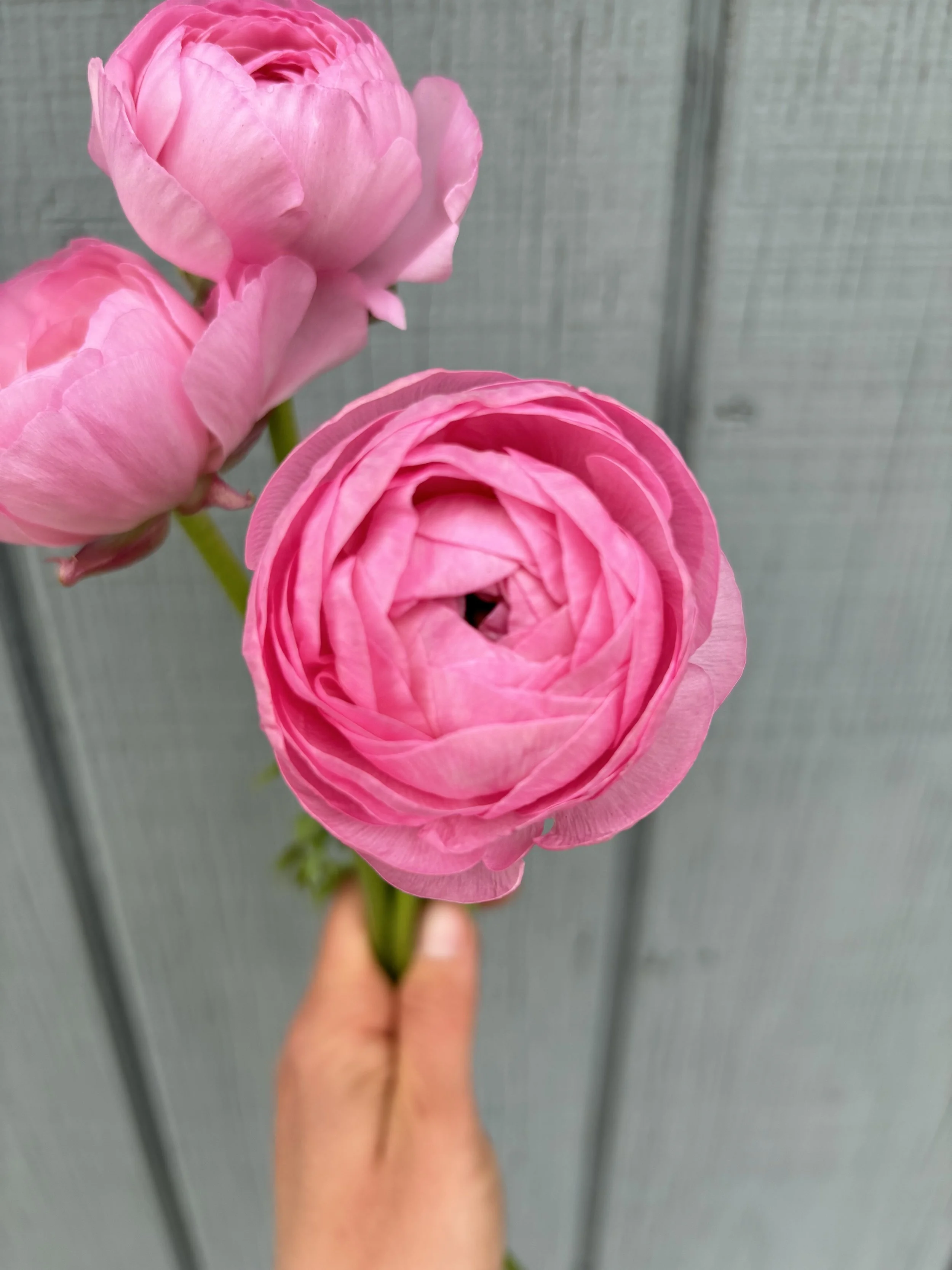 Ranunculus - Amandine Barby Corms