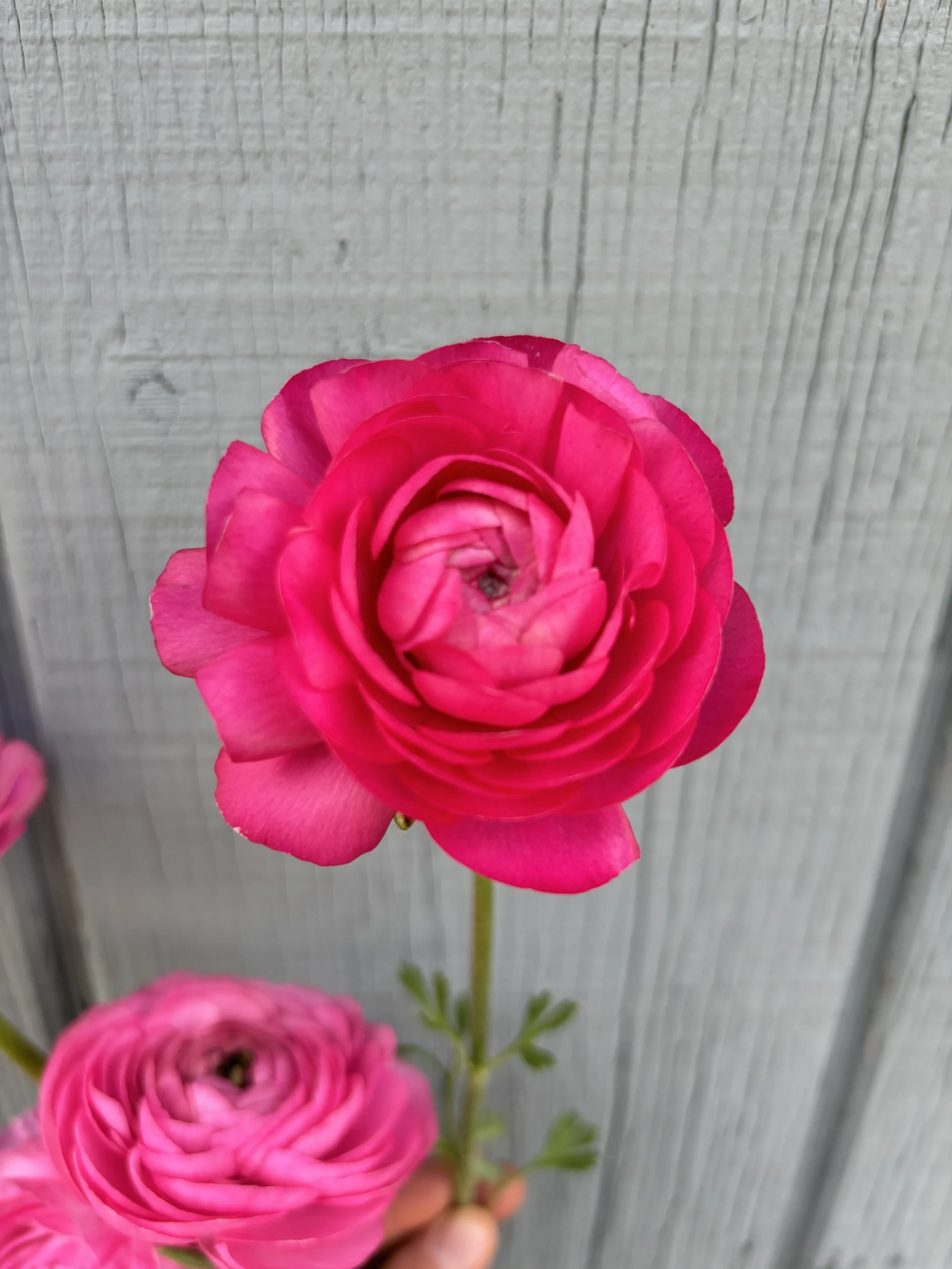 Ranunculus - Amandine Bon Bon Corms