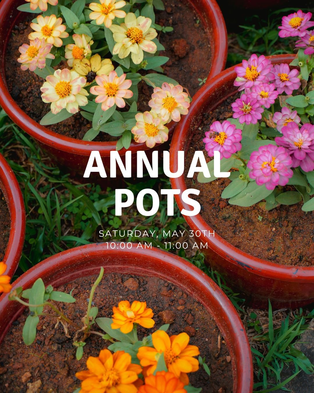 annual pots.jpg