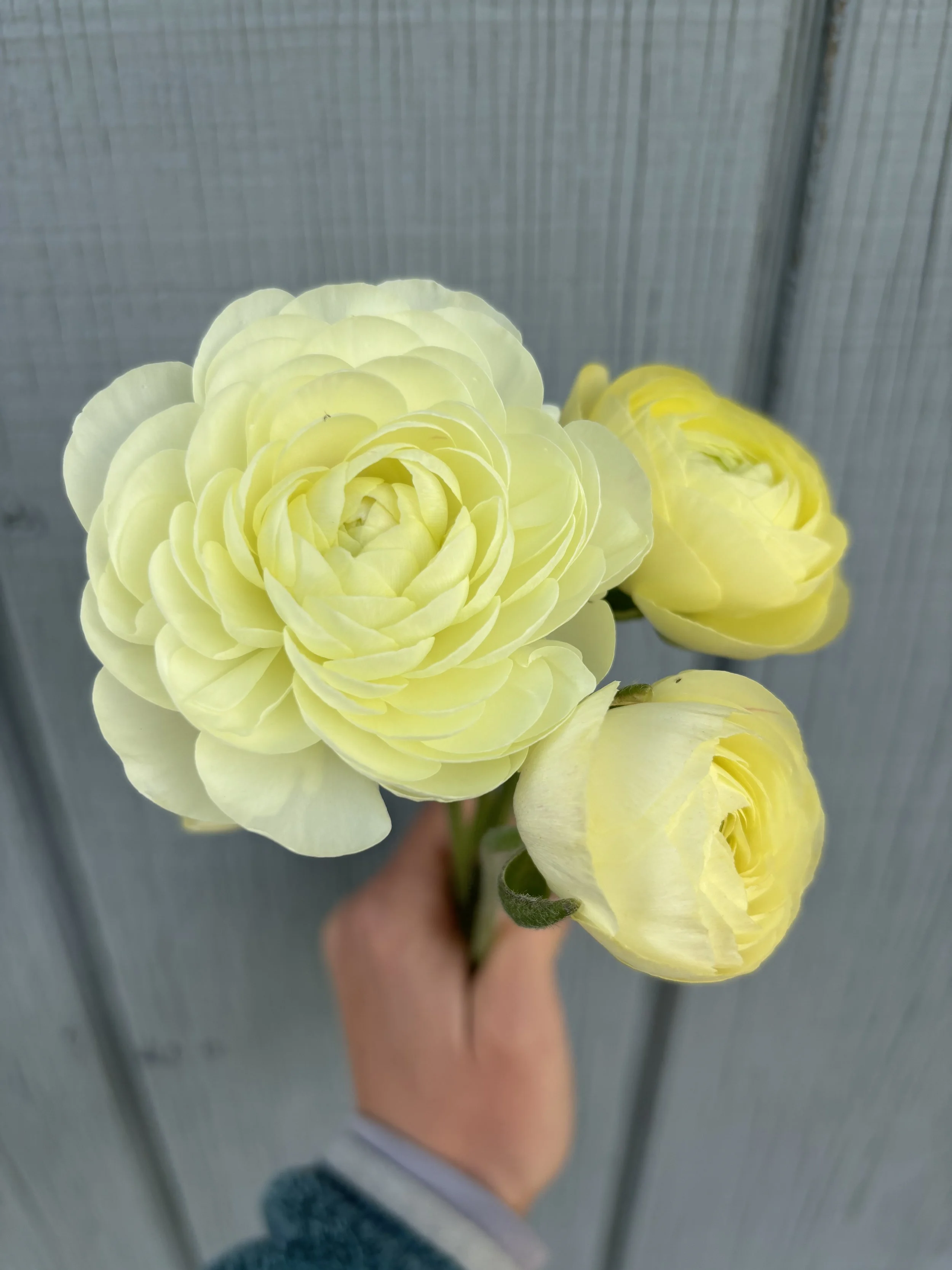 Ranunculus - Amandine Cream