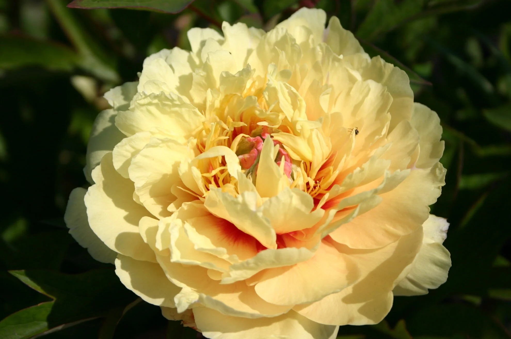 Peony 'Bartzella' Bare Root