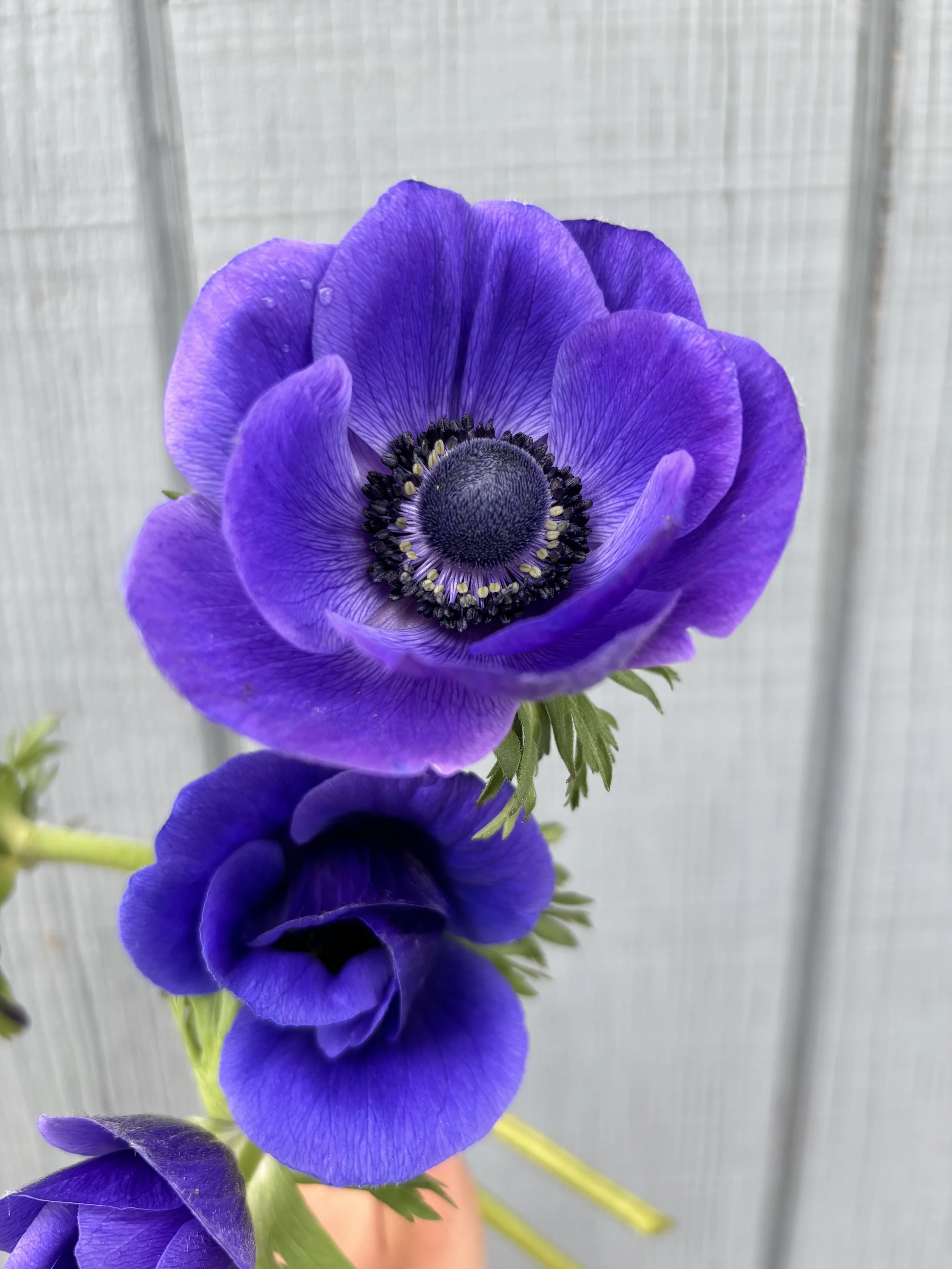 Anemone Galilee Blue Corms