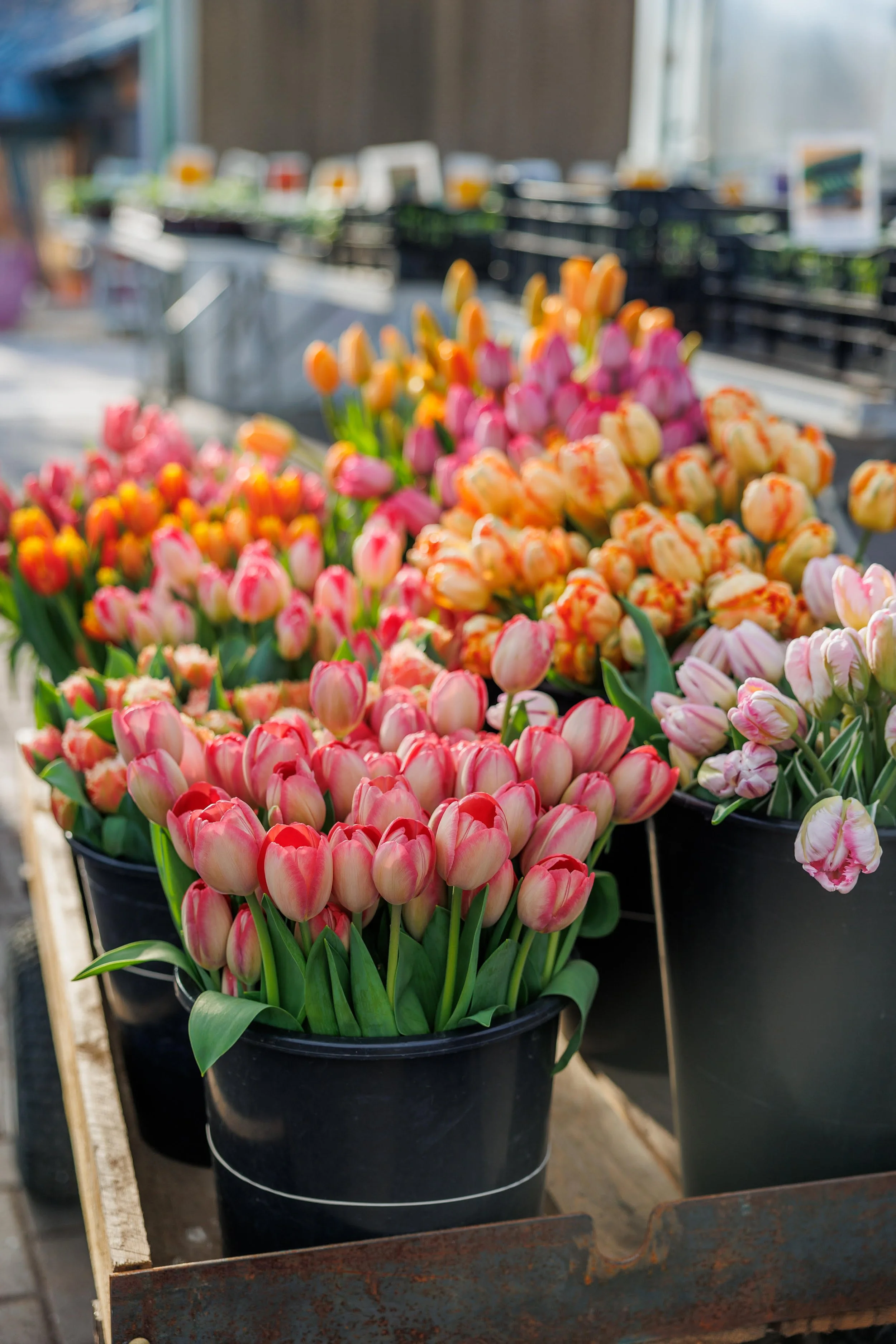 tulips.jpg
