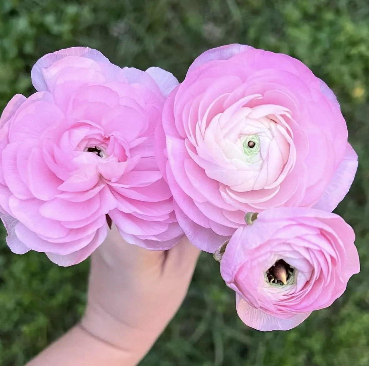 Ranunculus - Half-Clone Juliette